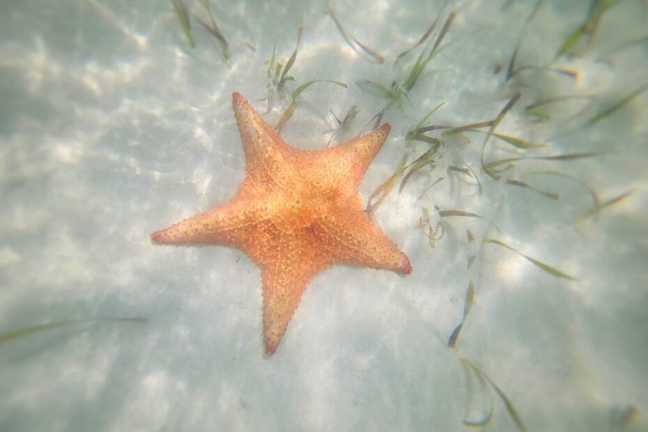 a starfish is swimming in the water