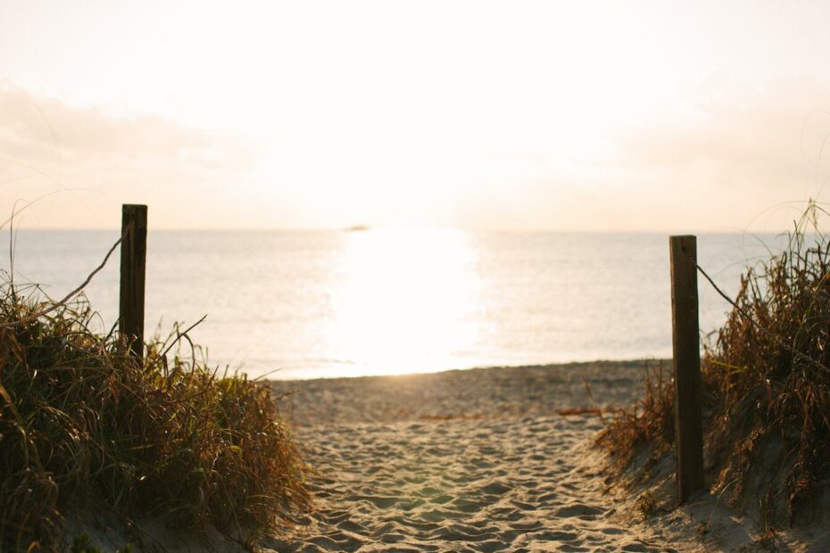 shallow photography of brown grass near body of water